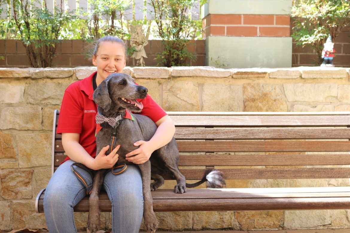 Rachel Laing has volunteered with her groodle Jackson in North Parramatta for almost three years,